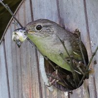 K41A9096-topaz-sharpen crop for CR.JPG