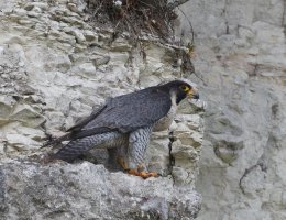 6L8A5771-DxO_female_peregrine_Falcon_side_right_800mm.jpg