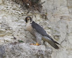 6L8A5785-DxO_female_peregrine_Falcon_side_face_on800mm.jpg