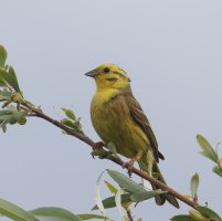 6L8A5828-DxO_Yellowhammer-1.jpg