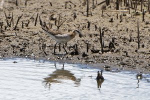 DSC_4321_DxO-1.jpg DSC_4321_DxO-1.jpg