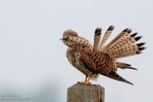 _MG_12444-Enhanced-NR.jpeg _MG_12444-Enhanced-NR.jpeg