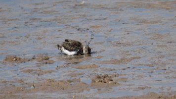 lil lapwings_02.jpg