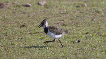 lil lapwing.jpg