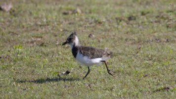 lil lapwing_02.jpg