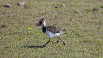 lil lapwing_03.jpg