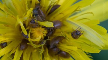 tiny beetles_03.jpg