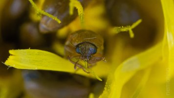 tiny beetles_02.jpg