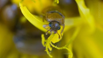 tiny beetles.jpg