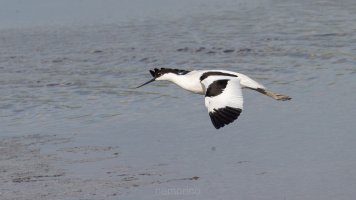 pied avocet_04.jpg