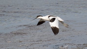 pied avocet_03.jpg