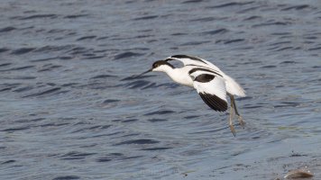 pied avocet_02.jpg