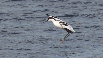 pied avocet.jpg