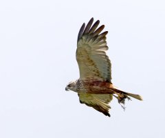 6L8A5895-DxO_Marsh_Harrier_flying_with_prey-2xsh.jpg