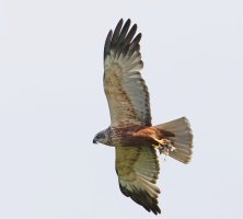6L8A5900-DxO_Marsh_Harrier_flying_with_prey_best-2xshb.jpg