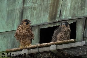 peregrine_2025_21.JPG