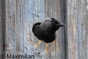 jackdaw_2025_01.JPG