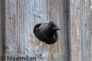 jackdaw_2025_02.JPG