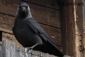 jackdaw_2025_03.JPG