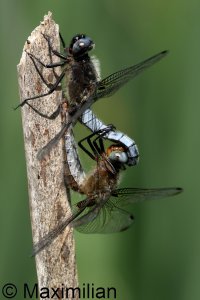 scarce_chaser_2025_13.JPG
