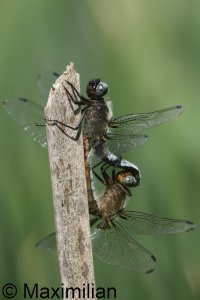scarce_chaser_2025_14.JPG