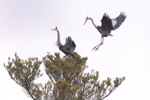 TWO-GBH-LANDING-ON-TREETOP---.jpeg