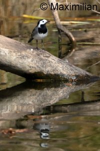 wagtail_2025_01.JPG
