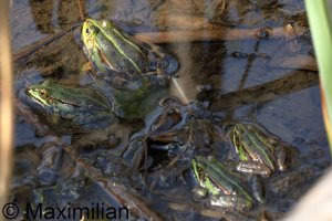 water_frog_2025_02.JPG