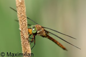 green_eye_2025_04.JPG
