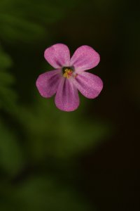 Herb Robert Geranium small.jpeg