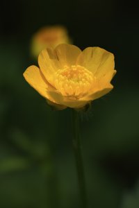 Buttercup Merge 2025 small.jpeg