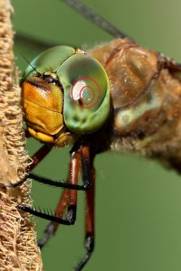 green_eye_2025_04_d.JPG