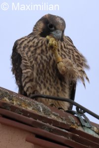 peregrine_2025_30.JPG