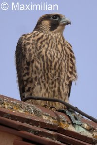 peregrine_2025_32.JPG