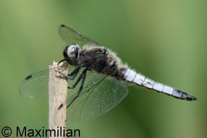 scarce_chaser_2025_17.JPG