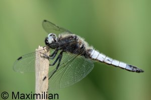 scarce_chaser_2025_18.JPG