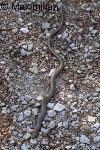 slow_worm_2025_06.JPG