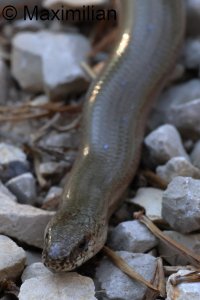 slow_worm_2025_07.JPG