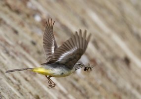 6L8A7922-DxO_Grey_wagtail_flying+insects-ls-tsts.jpeg