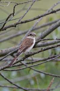 Lanius collurio-Red-backed Shrike 2_DxO.jpg