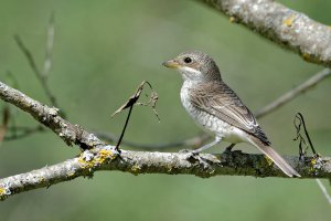 Lanius collurio-Red-backed Shrike 4_DxO.jpg