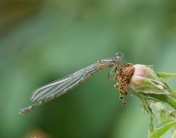 6L8A8170-DxO_Female_common_blue_damselfly.jpg