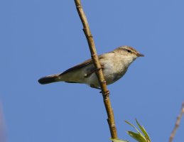 6L8A8254-DxO_Willow_warbler.jpg
