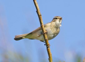 6L8A8277-DxO_Willow_warbler_pink_legs.jpg