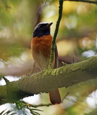 6L8A8359-DxO_Common_Redstart-cshauted.jpg