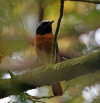 6L8A8360-DxO_Common_Redstart_0shaut.jpg