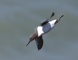 6L8A8578-DxO_Guillemot_flying.jpg