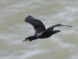 6L8A8689-DxO_Great_cormorant_flying_sl.jpg
