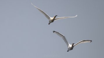 Löffler synchron.jpg