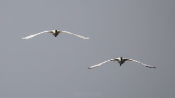 Löffler synchron_02.jpg